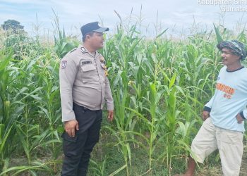 Bhabinkamtibmas Kelurahan Simarimbun Bripka Johannes C. Siregar monitoring lahan jagung Petani binaan Bapak Saut Miduk Siahaan