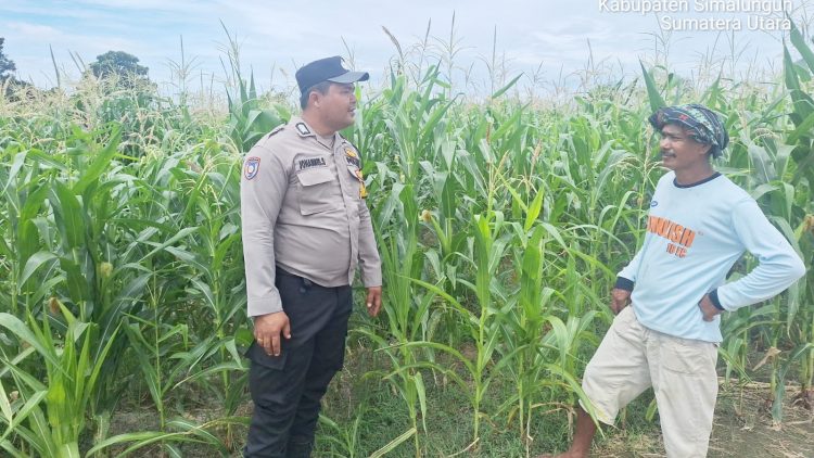 Bhabinkamtibmas Kelurahan Simarimbun Bripka Johannes C. Siregar monitoring lahan jagung Petani binaan Bapak Saut Miduk Siahaan