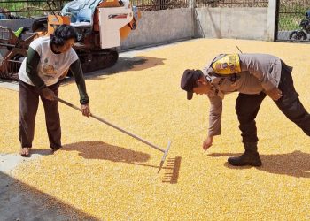 Bhabinkamtibmas Kelurahan Simarimbun Bripka Johannes C. Siregar sambangi petani binaan sedang menjemur jagung hasil panennya
