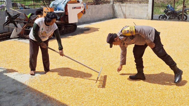 Bhabinkamtibmas Kelurahan Simarimbun Bripka Johannes C. Siregar sambangi petani binaan sedang menjemur jagung hasil panennya