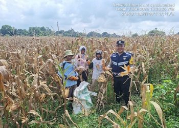 Bhabinkamtibmas Kelurahan Simarimbun Bripka Johannes C. Siregar sambangi sekaligus ikut membantu warga binaan Bapak Sanggam Silitonga alias Pak Jupenro Silitonga panen jagung