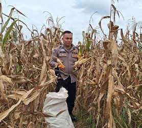Bhabinkamtibmas Kelurahan Aek Nauli Aiptu Herry Susanto Tarigan, SH bersama warrga binaan Ibu Dormina boru Pasaribu panen jagung di Jalan Bendungan Ujung