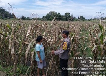 Bhabinkamtibmas Kelurahan Timbang Galung Aiptu Deddy Syam monitoring dan sambangi ladang jagung petani binaan di Jalan Suka Mulya