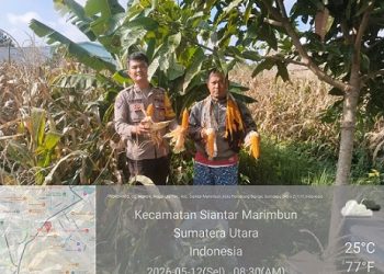 Bhabinkamtibmas Kelurahan Martimbang AIPTU Roy Sidabutar, S.H monitoring petani binaan Bapak Sianturi panen jagung di Jalan Mandiri