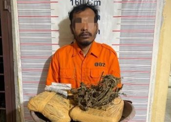 pengedar ganja kering yang ditangkap Polsek Bahorok. (Foto Ist)