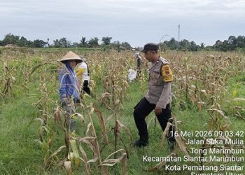 Bhabinkamtibmas Kelurahan Timbang Galung AIPTU Deddy Syah monitoring dan sambangi petani binaan Ibu Dendri Marintan Manurung panen jagung di Jalan Suka Mulia