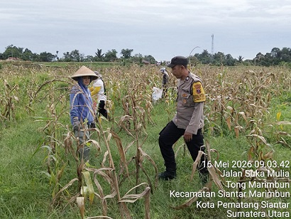 Bhabinkamtibmas Kelurahan Timbang Galung AIPTU Deddy Syah monitoring dan sambangi petani binaan Ibu Dendri Marintan Manurung panen jagung di Jalan Suka Mulia