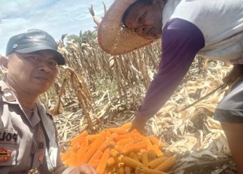Bhabinkamtibmas Kelurahan Marihat Jaya Aipda Erick F Marbun melaksanakan monitoring petani binaan Bapak Dapot Ompusunggu panen jagung di Jalan Bahkora II