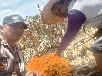 Bhabinkamtibmas Kelurahan Marihat Jaya Aipda Erick F Marbun melaksanakan monitoring petani binaan Bapak Dapot Ompusunggu panen jagung di Jalan Bahkora II
