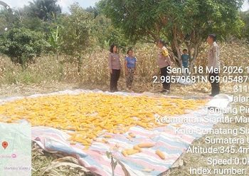 Kapolsek Siantar Utara AKP Jahrona Sinaga SH didampingi Bhabinkamtibmas Kelurahan Sukadame AIPTU P. Simanjuntak melakukan monitoring panen jagung petani binaan Bapak Aruan/ Boru Tampubolon di Jalan Rindung