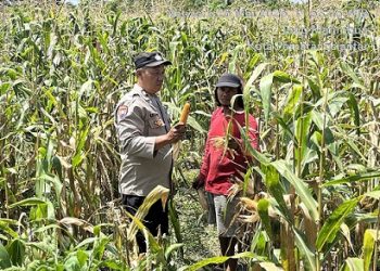 Bhabinkamtibmas Kelurahan Bantan AIPTU .R.P. Damanik bersama petani binaan Bapak Meruba Silalahi panen jagung di Jalan Suka Mulia