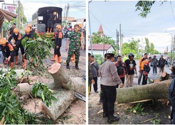 Kapolsek Siantar Marihat AKP David Eka Putra SH bersama tim gabungan saat evakuasi pohon besar tumbang di Jalan Melanthon Siregar