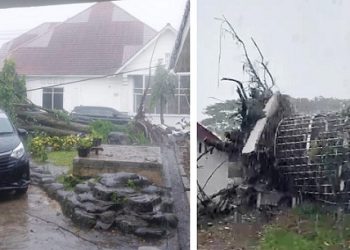 pohon tumbang didekat kantor Dirut dan pohon tumbang timpa gerbang asrama koas