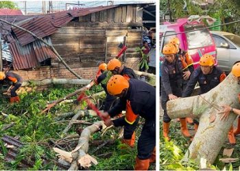 Para personil Kompi 2 Batalyon B Sat Brimob Polda Sumut sigap bantu evakuasi pohon tumbang yang menutup akses jalan Melanthon Siregar