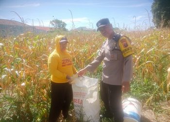 Bhabinkamtibmas Keluraha Naga Huta Aipda Adilman Manalu melakukan monitoring panen jagung petani binaan Ibu Mia Sihombing di Jalan Saribudolok