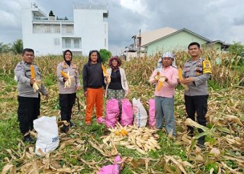 Kapolsek Siantar Selatan IPTU Suhaira Marbun SH melaksanakan panen jagung bersama petani binaan di Jalan Mandiri