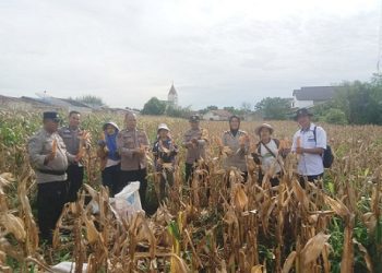 Kapolsek Siantar Selatan IPTU Suhaira Marbun SH bersama personil turun langsung membantu panen jagung petani binaan di Gang Mandiri