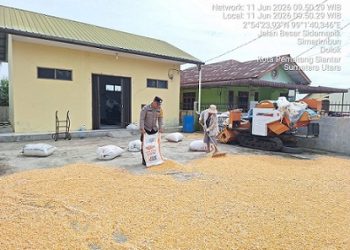 Bhabinkamtibmas Kelurahan Simarimbun Bripka Johannes C. Siregar sambangi petani binaan Bapak Alben Silitonga/Br. Pardede menjemur hasil panen jagung di Jalan Raya ke Sidamanik Simarimbun Dolok