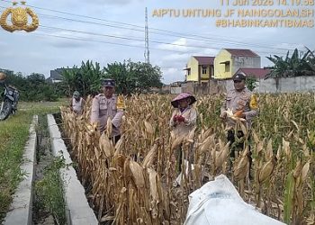 Bhabinkamtibmas Kelurahan Simalungun AIPTU Untung J.F. Nainggolan dan Bhabinkamtibmas Kelurahan Kristen BRIPKA Swandi Hutabarat ikut membantu panen jagung petani binaan di Jalan Mandiri