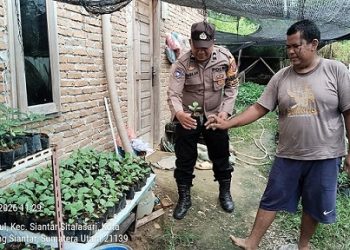 Bhabinkamtibmas Kelurahan Bah Sorma AIPDA Fadlan Fahmi sambangi warga binaan yang manfaatkan pekarangan rumah tanam tanaman produktif