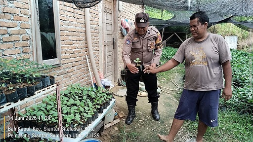 Bhabinkamtibmas Kelurahan Bah Sorma AIPDA Fadlan Fahmi sambangi warga binaan yang manfaatkan pekarangan rumah tanam tanaman produktif