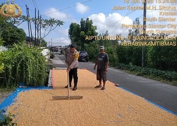 Bhabinkamtibmas Kelurahan Simalungun AIPTU Untung JF Nainggolan dan Bhabinkamtibmas Kelurahan Kristen BRIPKA Swandi Hutabarat membantu prosese penjemuran hasil panen jagung petani binaan Bapak Ramlan Nainggolan