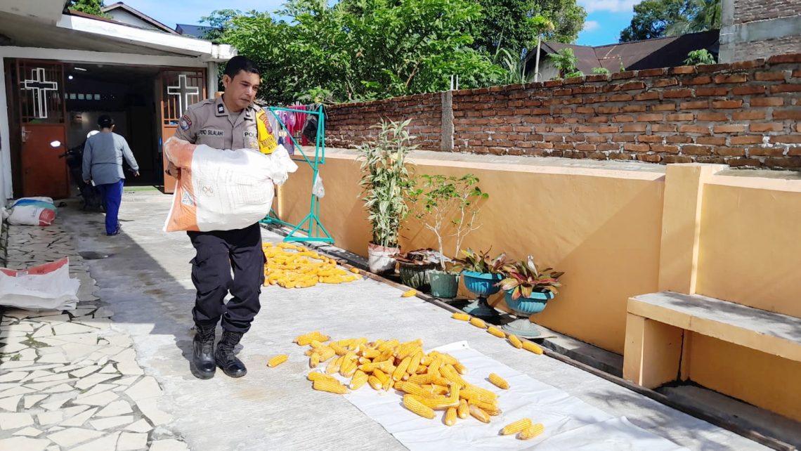 Bhabinkamtibmas Kelurahan Karo Aiptu Eko Silalahi sambangi petani binaan di Jalan Lingga sedang jemur jagung