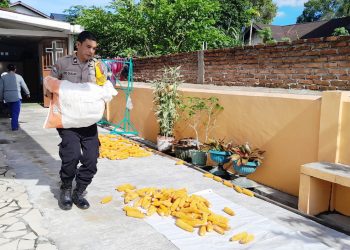 Bhabinkamtibmas Kelurahan Karo Aiptu Eko Silalahi sambangi petani binaan di Jalan Lingga sedang jemur jagung