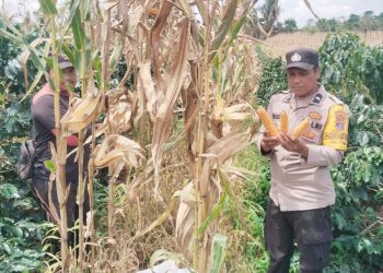 Bhabinkamtibmas Kelurahan Toba Aipda MP Simarmata membantu petani binaan M. Purba panen jagung di Jalan Batu permata