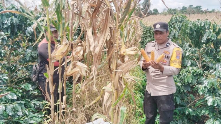 Bhabinkamtibmas Kelurahan Toba Aipda MP Simarmata membantu petani binaan M. Purba panen jagung di Jalan Batu permata