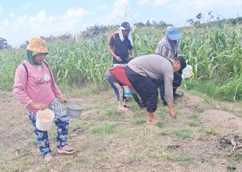 Bhabinkamtibmas Kelurahan Merdeka AIPTU Jerry Adrian sambang dan pengecekan lahan jagung petani binaan di Jalan Pattimura ujung