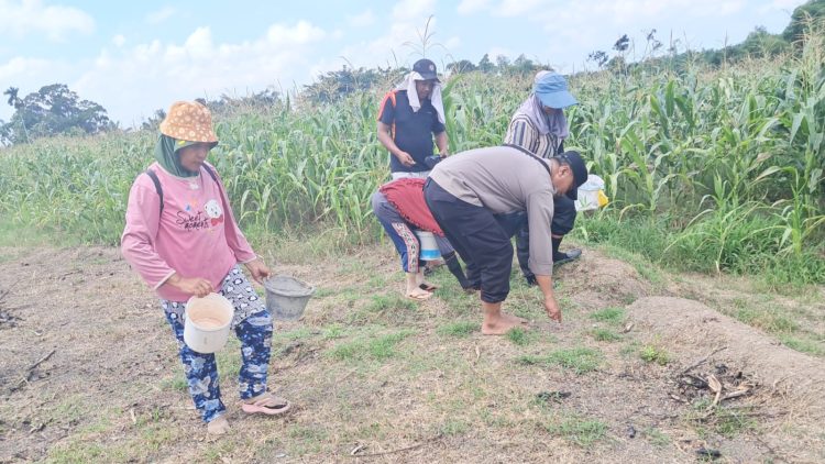 Bhabinkamtibmas Kelurahan Merdeka AIPTU Jerry Adrian sambang dan pengecekan lahan jagung petani binaan di Jalan Pattimura ujung