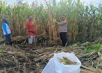 Bhabinkamtibmas Polsek Siantar Marihat Monitoring Panen Jagung Petani Binaan di Jalan Bahkora II