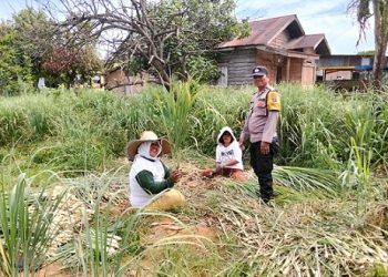 Bhabinkamtibmas Polsek Siantar Marihat Sambangi Pekerja Panen Jagung Warga di Gang Sipisang V