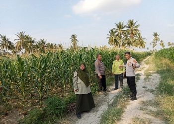 Wakapolrse Tanjungbalai Kompol Tony Simanjuntak, S.H., Kepala Dinas Perikanan, Pangan dan Pertanian Kota Tanjung Balai Drh. H. Muslim melakukan peninjauan lahan tanaman jagung binaan yang terletak di wilayah HGB PT. Ridita Tridaya Persada