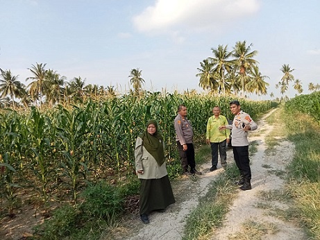 Wakapolrse Tanjungbalai Kompol Tony Simanjuntak, S.H., Kepala Dinas Perikanan, Pangan dan Pertanian Kota Tanjung Balai Drh. H. Muslim melakukan peninjauan lahan tanaman jagung binaan yang terletak di wilayah HGB PT. Ridita Tridaya Persada