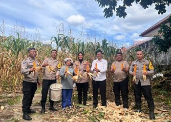 Kapolsek Siantar Selatan IPTU Suhaira Marbun SH bersama personil Panen Jagung Petani Binaan di Jalan Lingga