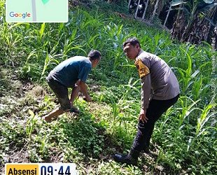 Bhabinkamtibmas Kelurahan Baru AIPTU Yudi Patra melakukan pengecekan lahan jagung petani binaan di Jalan Gurilla Kelurahan Gurilla