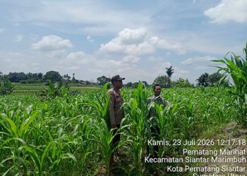Bhabinkamtibmas Kelurahan Martoba AIPDA M. Nurday melakukan pengecekan lahan tanaman jagung petani binaan
