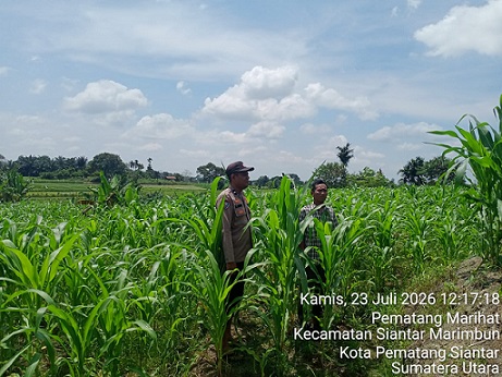 Bhabinkamtibmas Kelurahan Martoba AIPDA M. Nurday melakukan pengecekan lahan tanaman jagung petani binaan