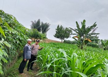 Bhabinkamtibmas Kelurahan Kahean AIPDA H.E. Pane sambangi lahan jagung milik petani binaan di Jalan Rakutta Sembiring