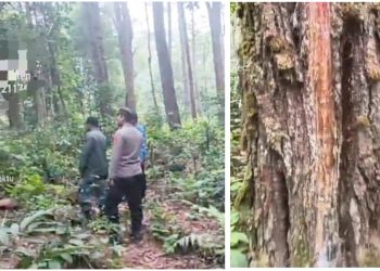 Personil Polsek Dolok Panribuan saat pengecekan di Hutan Wisata Pinus Aek Nauli
