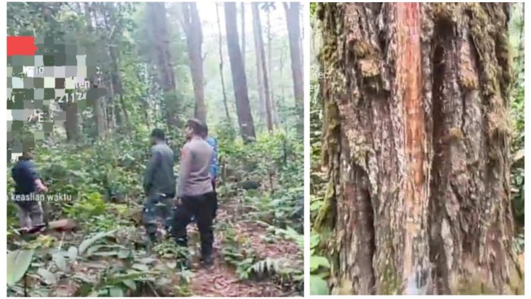 Personil Polsek Dolok Panribuan saat pengecekan di Hutan Wisata Pinus Aek Nauli