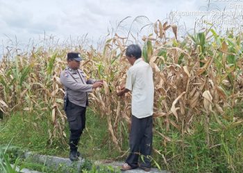 Bhabinkamtibmas Kelurahan Simarimbun Bripka Johannes C. Siregar melakukan sambang dan monitoring lahan tanaman jagung petani binaan