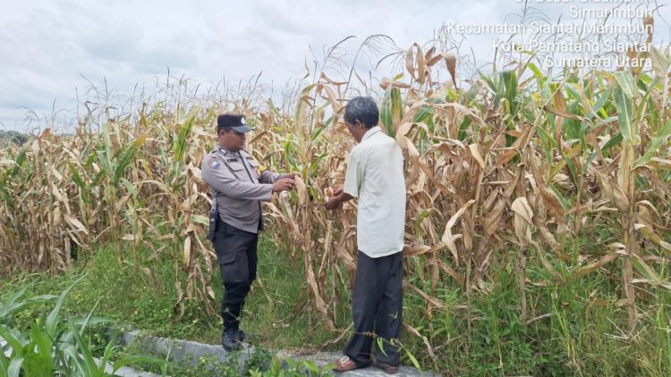 Bhabinkamtibmas Kelurahan Simarimbun Bripka Johannes C. Siregar melakukan sambang dan monitoring lahan tanaman jagung petani binaan