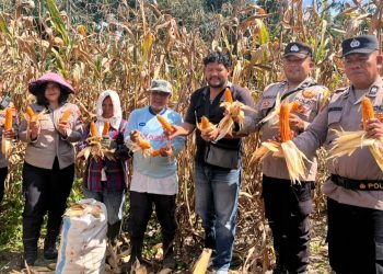 Polsek Siantar Selatan Bersama Petani Binaan Panen Jagung di Jalan Manunggal Karya