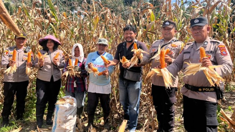 Polsek Siantar Selatan Bersama Petani Binaan Panen Jagung di Jalan Manunggal Karya