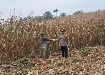 Bhabinkamtibmas Kelurahan Merdeka AIPTU Jerry Adrian monitoring dan pengecekan ladang jagung petani binaan di Jalan Pattimura