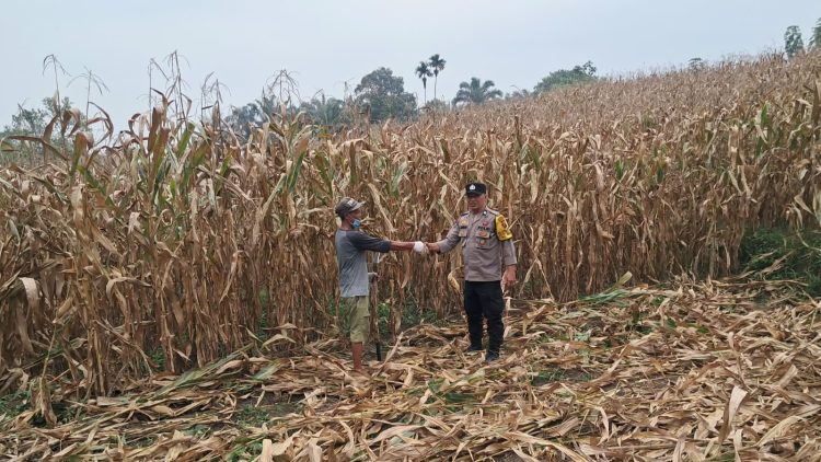 Bhabinkamtibmas Kelurahan Merdeka AIPTU Jerry Adrian monitoring dan pengecekan ladang jagung petani binaan di Jalan Pattimura