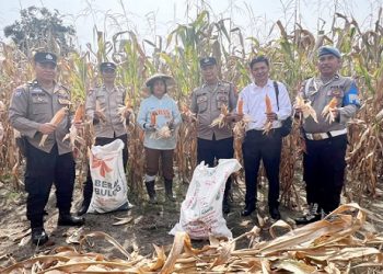 Kanit Reskrim IPDA Jaya Manihuruk, SH, PS. Kanit Samapta Aiptu Asrizal Harahap, SH, Bhabinkamtibmas Kelurahan Karo Aiptu Eko Silalahi SH, Bhabinkamtibmas Kelurahan Aek nauli Aiptu Herry Tarigan SH, PS Kanit Provos AIPDA Fai Silalahi SH bersama petani binaan ibu Tiur Sariati Sihombing memanen jagung.